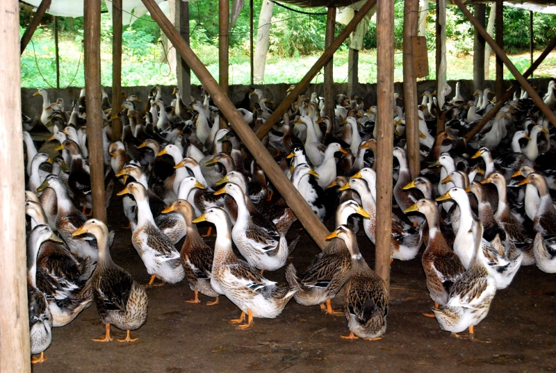 鸡鸭鹅养殖实用技术
