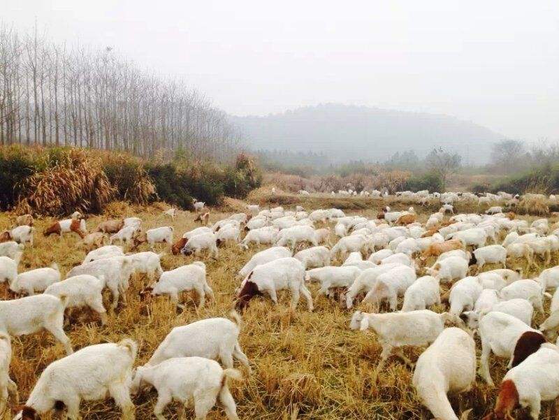 肉羊饲养管理技术