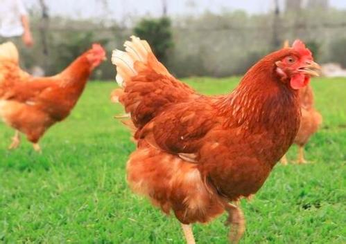 肉鸡日常饲养的好可以降低患病率