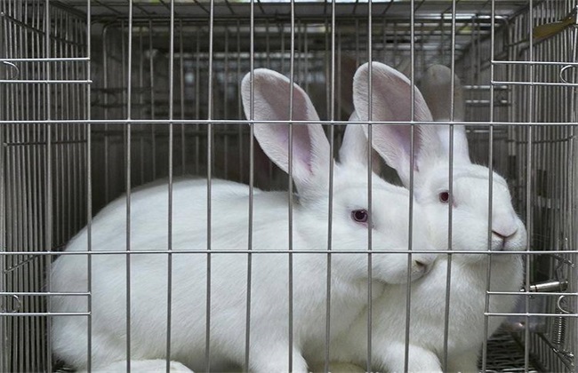 兔子养殖技术：如何挑选种兔