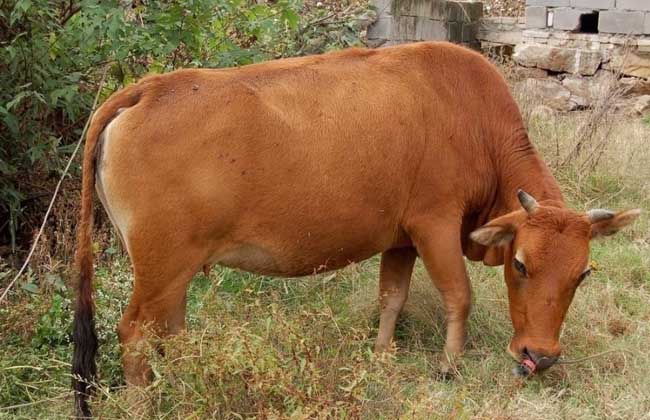 肉牛饲料配制方法