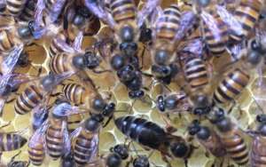 蜜蜂养殖有哪些秘诀？_库百科养蜂养殖