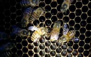 蜜蜂冬季养殖管理技术_库百科养蜂养殖