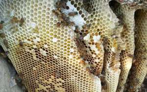 蜜蜂秋季怎么快速繁殖？_库百科养蜂养殖