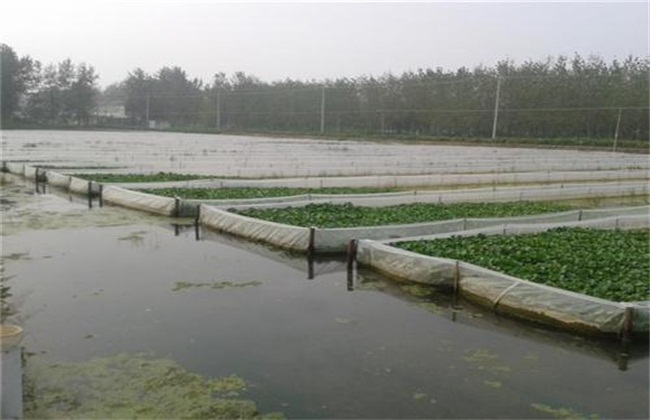 水蛭养殖前 水蛭养殖场怎么建 