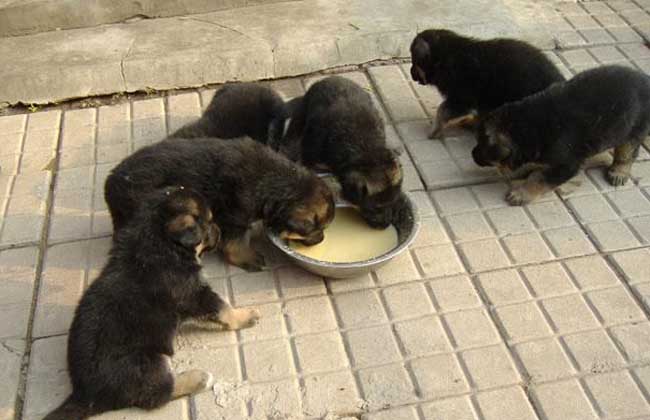 养殖肉狗饲料配方