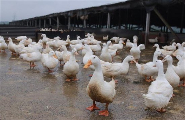 鸭棚如何搭建 肉鸭养殖大棚建设与管理