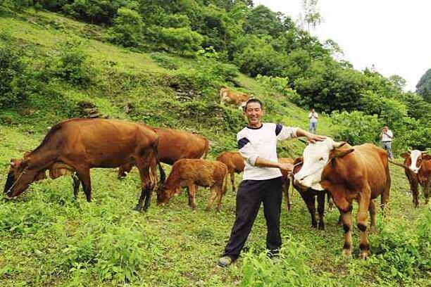 养牛风险大吗？如何避免养牛风险？