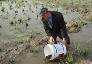 致富经泥鳅养殖：返乡农民养殖泥鳅赚大钱_库百科泥鳅养殖