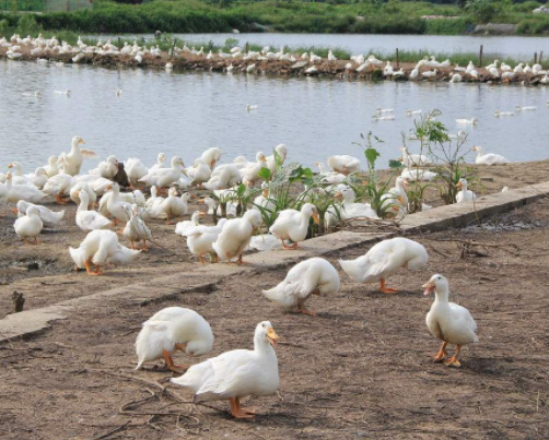 肉鸭养殖如何节约饲料