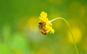 蜜蜂的生活环境特性_库百科养蜂养殖