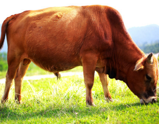 养殖肉牛如何饲喂