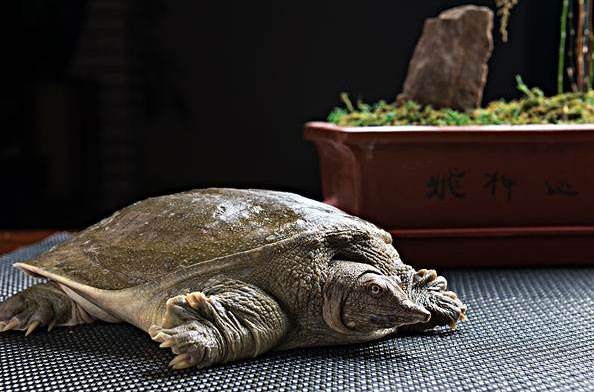 甲鱼越冬时的温度、水质、光照、饲养管理