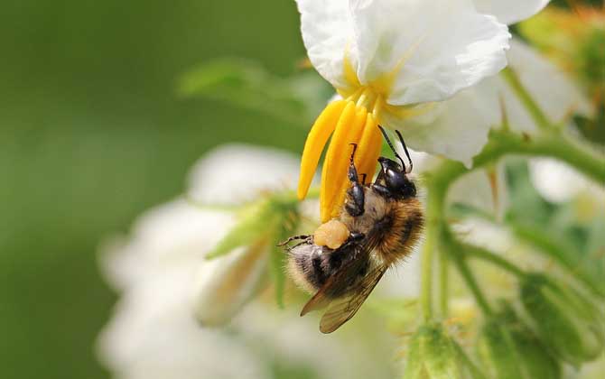 养50箱蜜蜂能挣多少钱？_库百科养蜂养殖