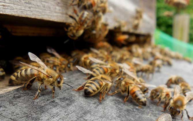 蜜蜂养殖的关键性技术