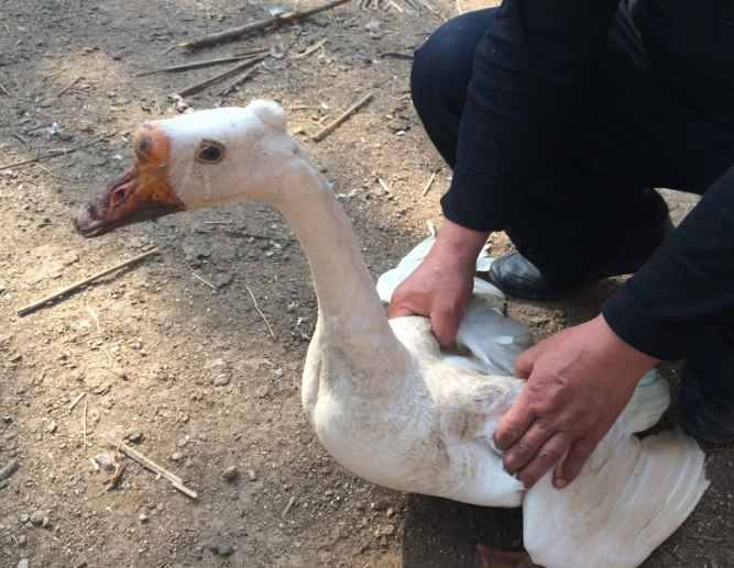 豁眼鹅各阶段饲养管理