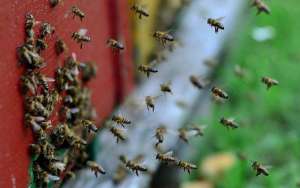 蜜蜂养殖的基本知识_库百科养蜂养殖