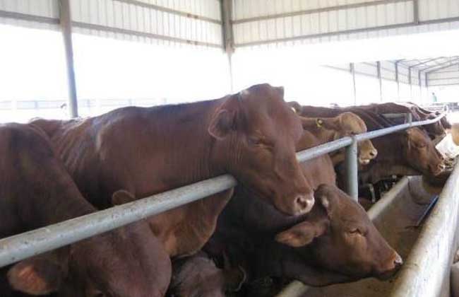 肉牛春季快速育肥技术