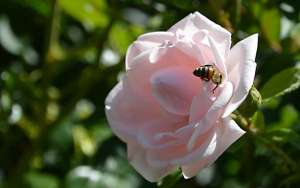 蜜蜂为什么要采花酿蜜？_库百科养蜂养殖