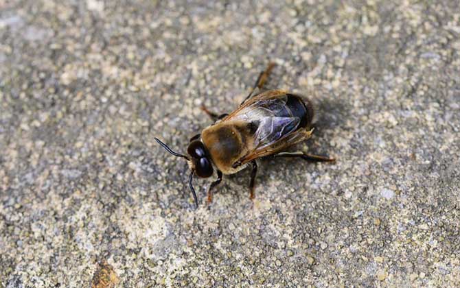 蜂王、工蜂、雄蜂的区别