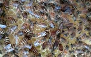 蜜蜂越冬什么温度结团？_库百科养蜂养殖