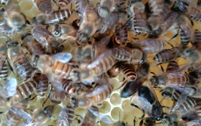 一箱蜜蜂一年产多少蜜？