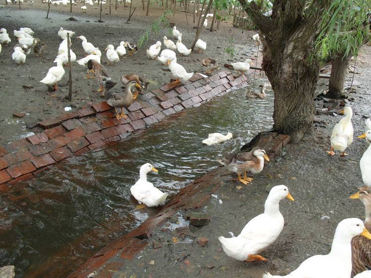 山东养鸭子鸭肠大量销重庆