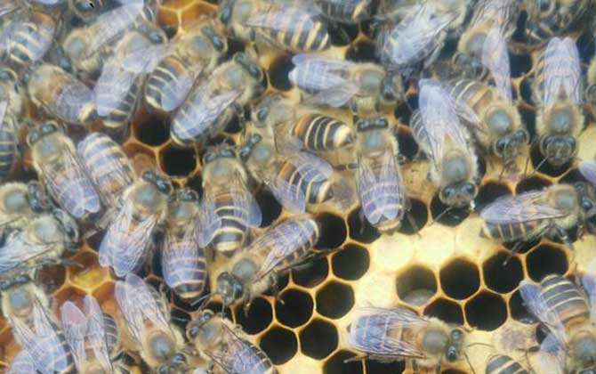 蜜蜂秋季怎么快速繁殖？
