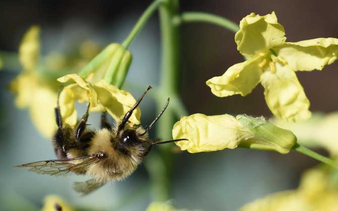 养50箱蜜蜂能挣多少钱？_库百科养蜂养殖