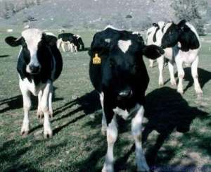 如何做好高产奶牛的乳房护理工作_库百科养牛