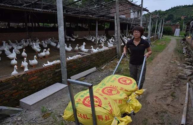 肉鸭饲料配方原则及所需营养的特点