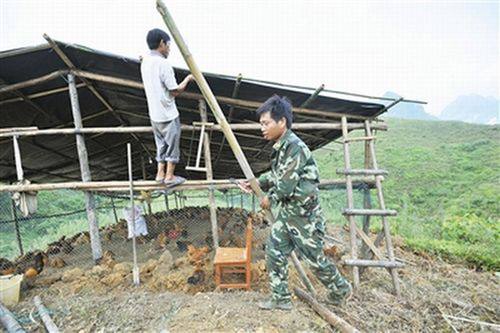 土鸡养殖大棚怎么建造？围栏怎么设置？