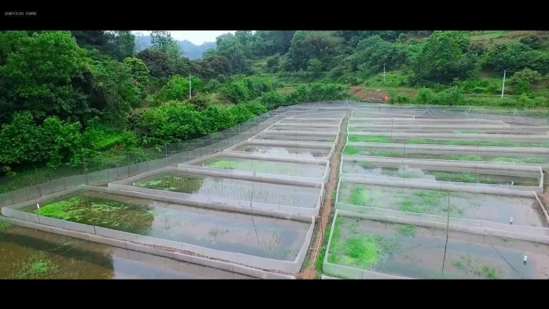 青蛙网箱养殖技术有哪些？