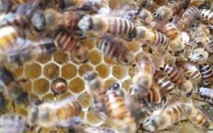 蜜蜂饲料配制及饲喂方法_库百科养蜂养殖