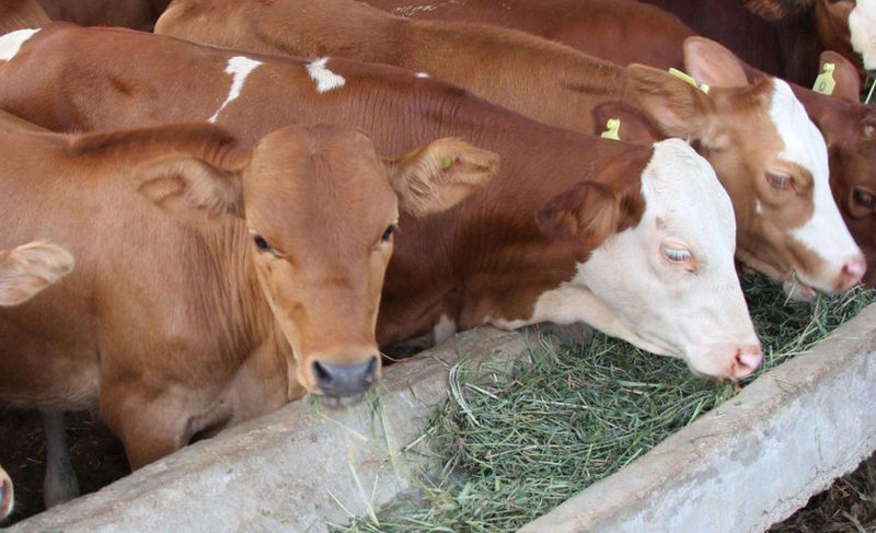 肉牛饲养三大关键点