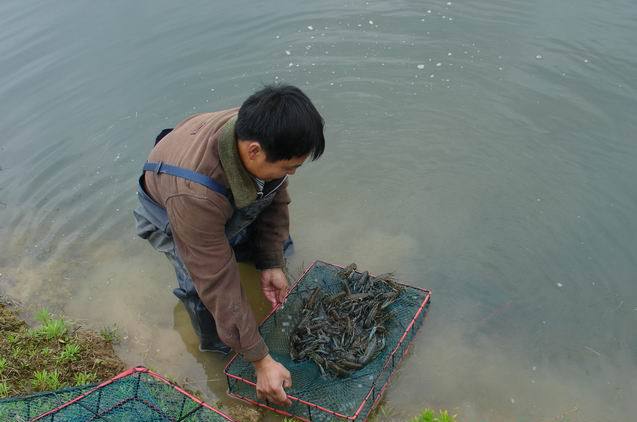 小龙虾网箱养殖技术要点及优势