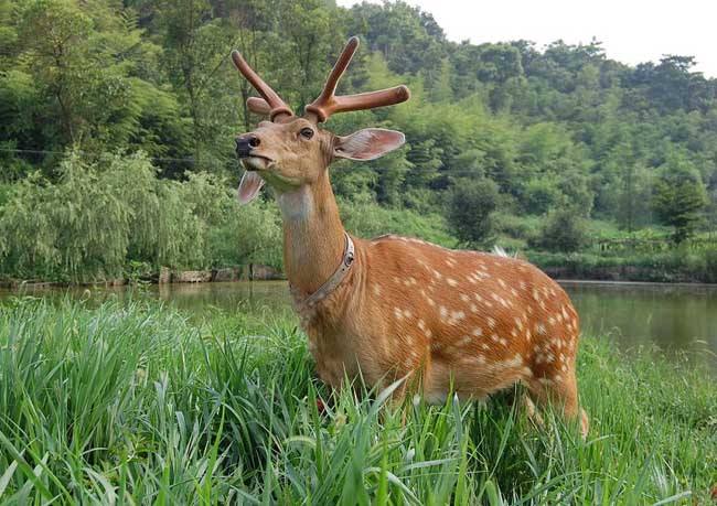 梅花鹿养殖前景和风险提醒