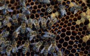 蜜蜂喂什么能加快繁殖？_库百科养蜂养殖