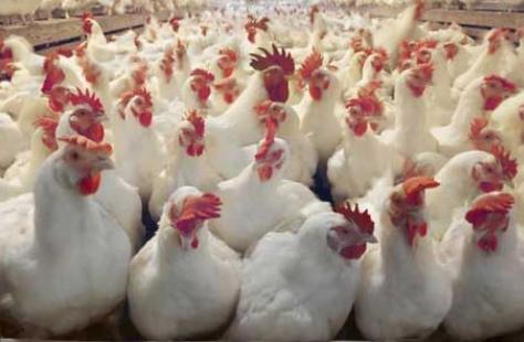 肉鸡日常饲养的好可以降低患病率