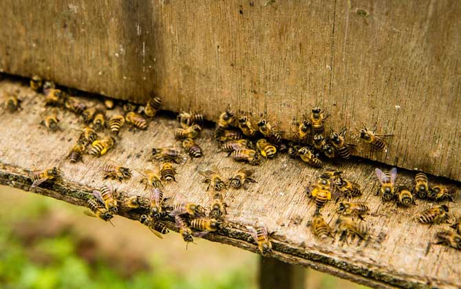 一个人能养多少箱蜜蜂？