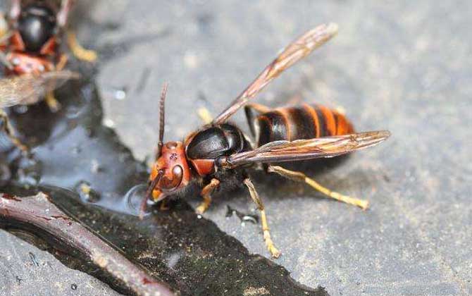 虎头蜂蜇人后自己会死吗？