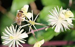 蜜蜂为什么要采水？_库百科养蜂养殖