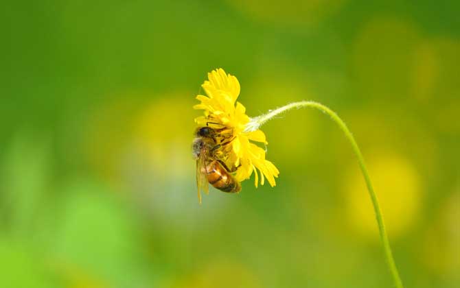 蜂花粉是怎么来的？