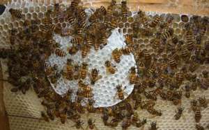 怎么引来蜜蜂自己养殖？_库百科养蜂养殖