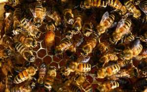 蜜蜂副伤寒病的症状及防治_库百科养蜂养殖