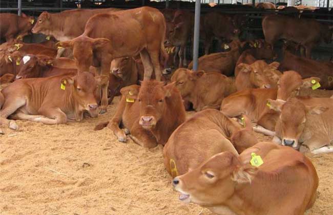 肉牛养牛场建设方法