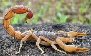 细数世界上几种最毒的蝎子_库百科蝎子养殖