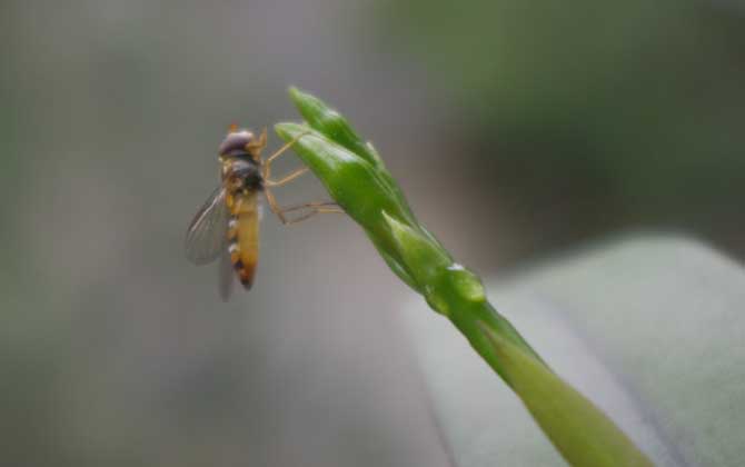 赤眼蜂是益虫还是害虫？