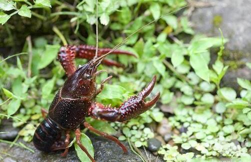 龙虾生物饲料的培养