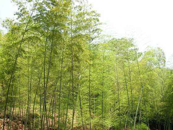 夏天 竹鼠夏天管理